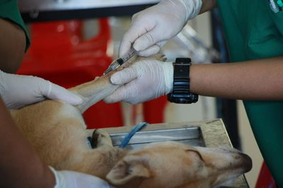Dog Medication (Sample Product)
