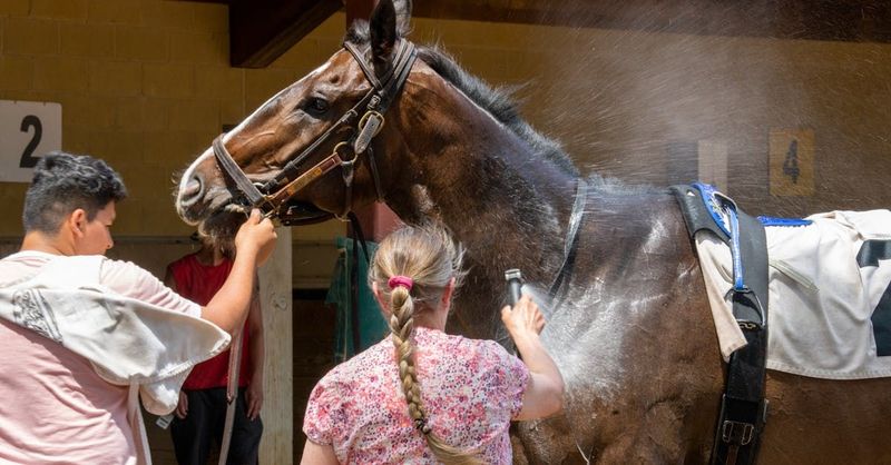 Horse Wash (Sample Product)