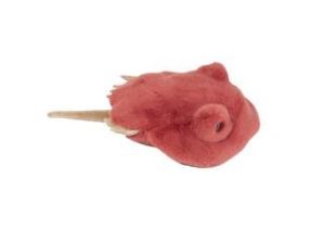 HOWIE HORSESHOE CRAB