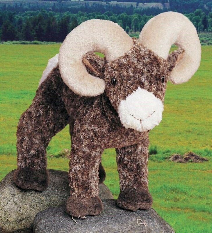 TETON BIG HORN SHEEP