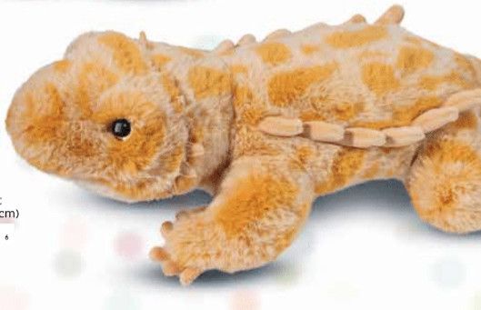 BOOGIE BEARDED DRAGON