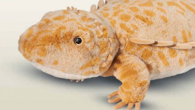 BOOGIE BEARDED DRAGON, JUMBO
