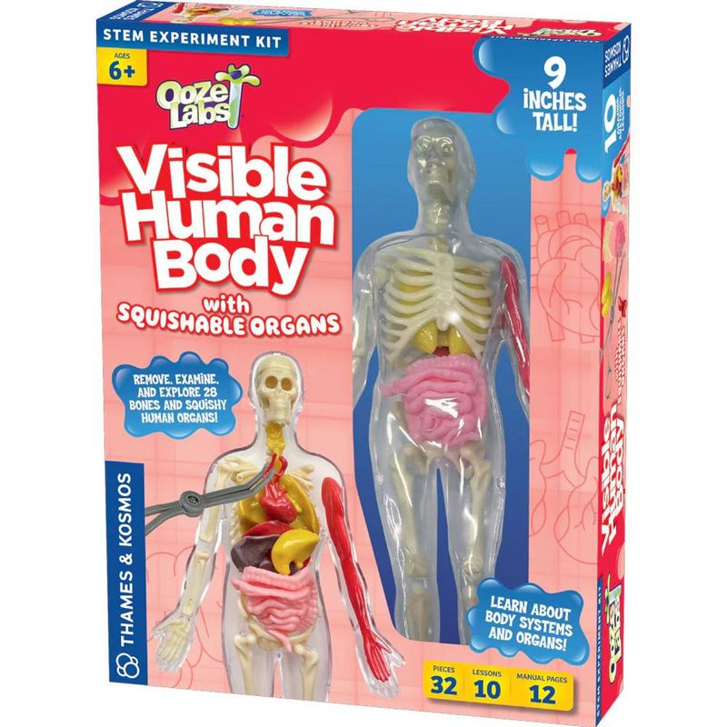 VISIBLE HUMAN BODY