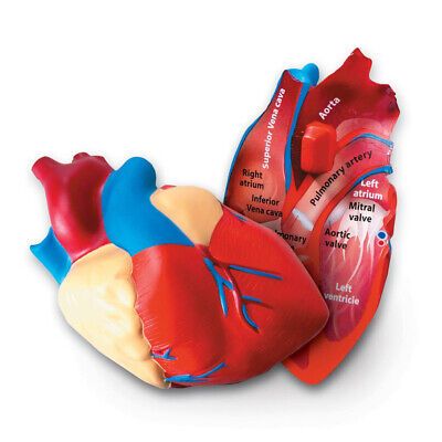 HEART MODEL***