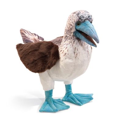 BLUE FOOTED BOOBY