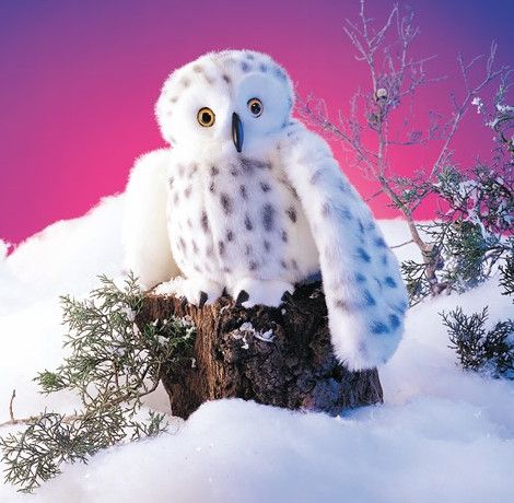 SNOWY OWL