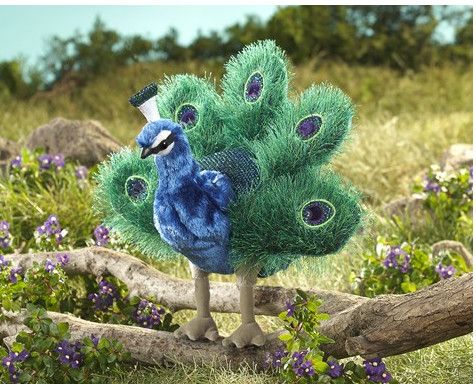 PEACOCK