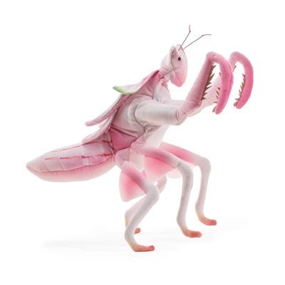 ORCHID MANTIS