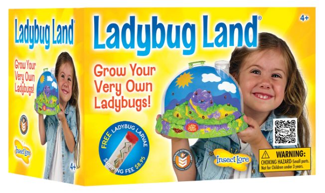 LADYBUG LAND