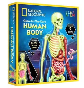 HUMAN BODY