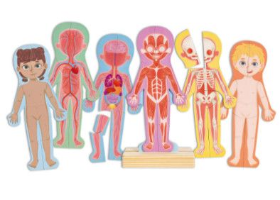 HUMAN BODY MAGNETIC