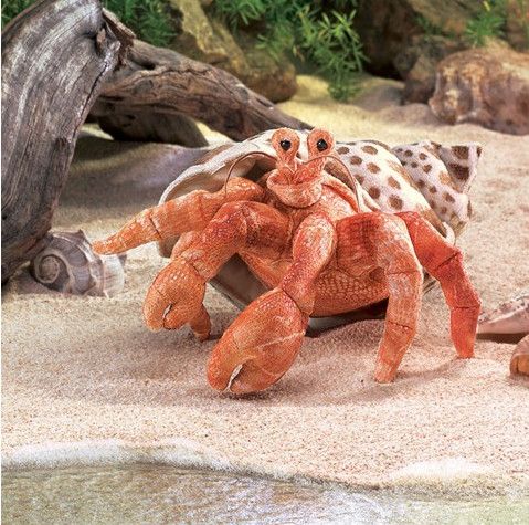 HERMIT CRAB