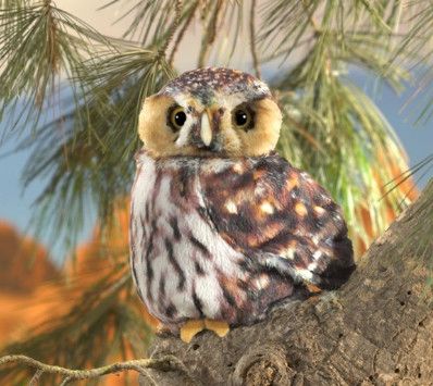 PYGMY OWL