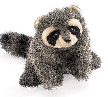 BABY RACCOON