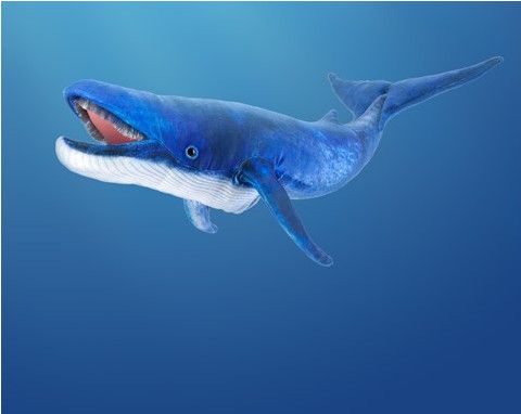 BLUE WHALE