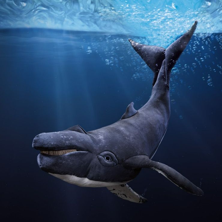 HUMPBACK WHALE