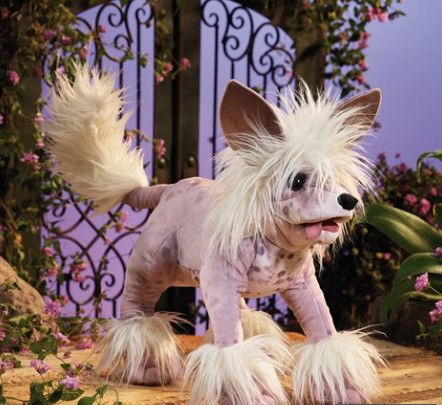 CHINESE CRESTED DOG