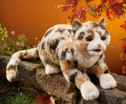 CALICO CAT