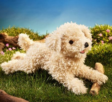 WHITE POODLE PUPPY