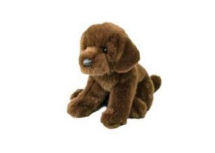 ZOOM CHOCOLATE LAB