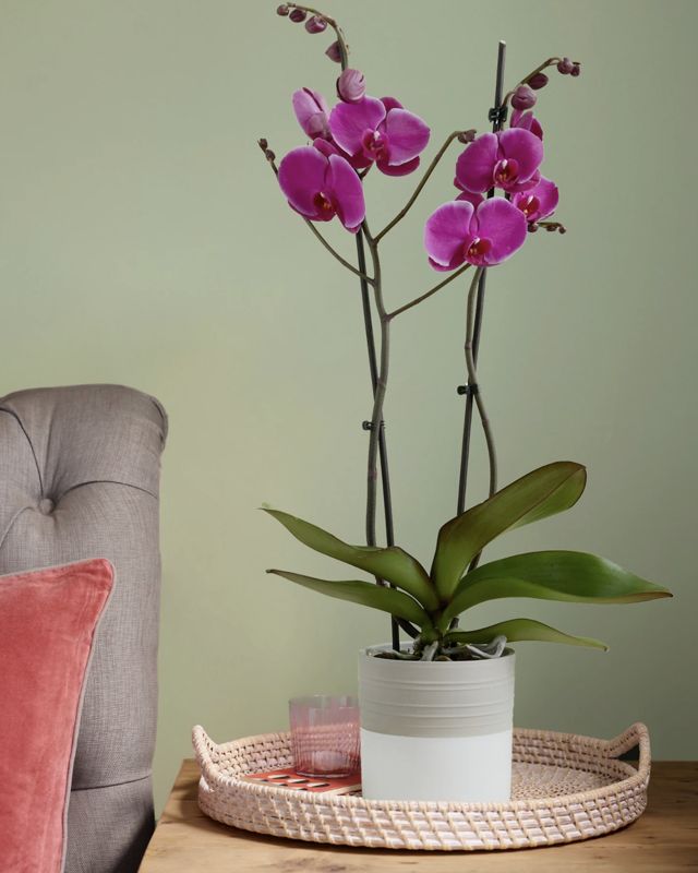 ORCHIDEE 2 BRANCHE 400