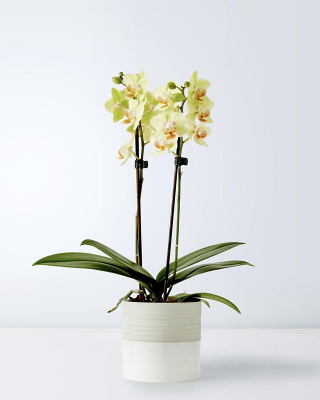 ORCHIDEE 2 BRANCHE 401
