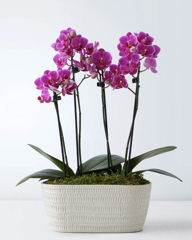 ORCHIDEE 4 BRANCHE 404