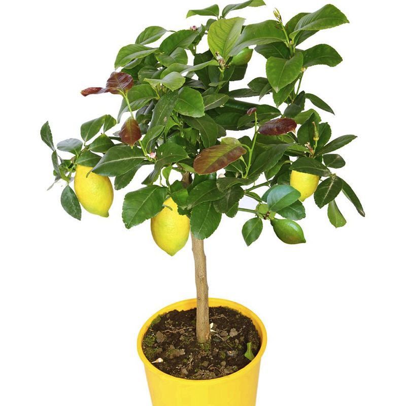 Citronnier 4 saisons