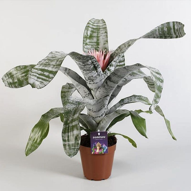 AECHMEA FASCIATA