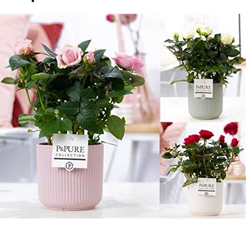 Rosier avec pot de céramique