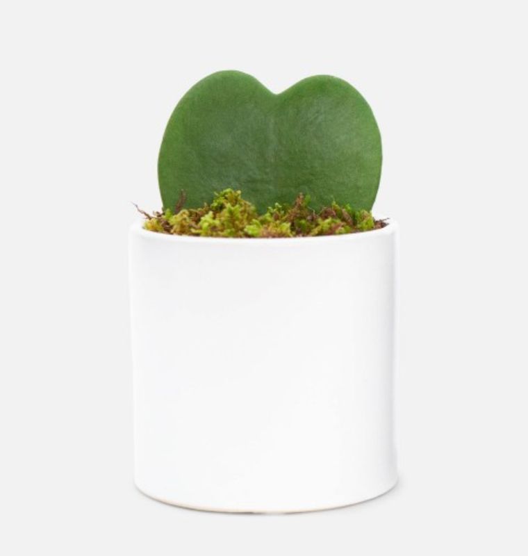 Cœur de Hoya - 8-10cm