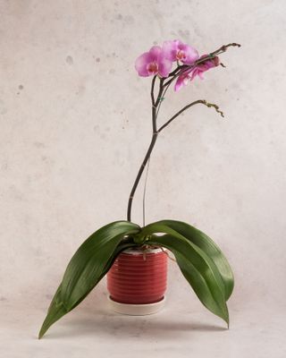 Phalaenopsis orchid