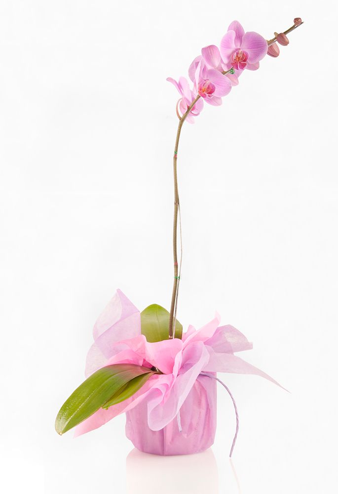 Phalaenopsis orchid