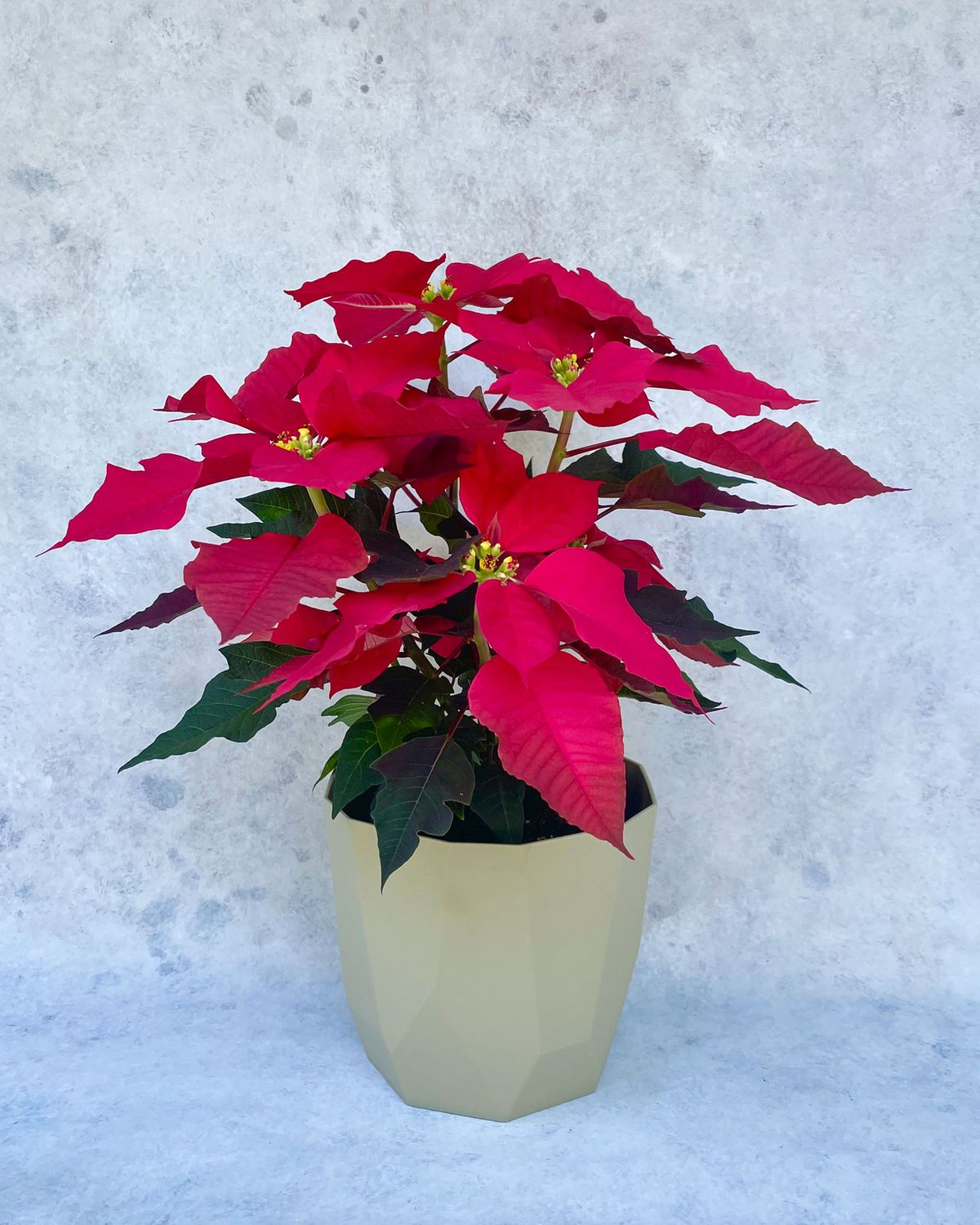 Poinsettia plant