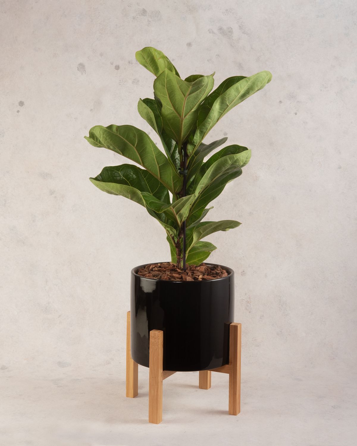 Fiddle Leaf Fig