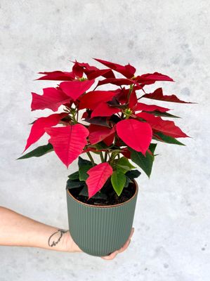 Poinsettia (flor se navidad)