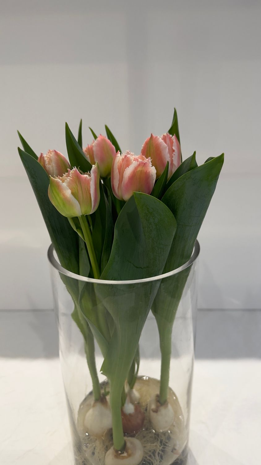 Tulips grown in water