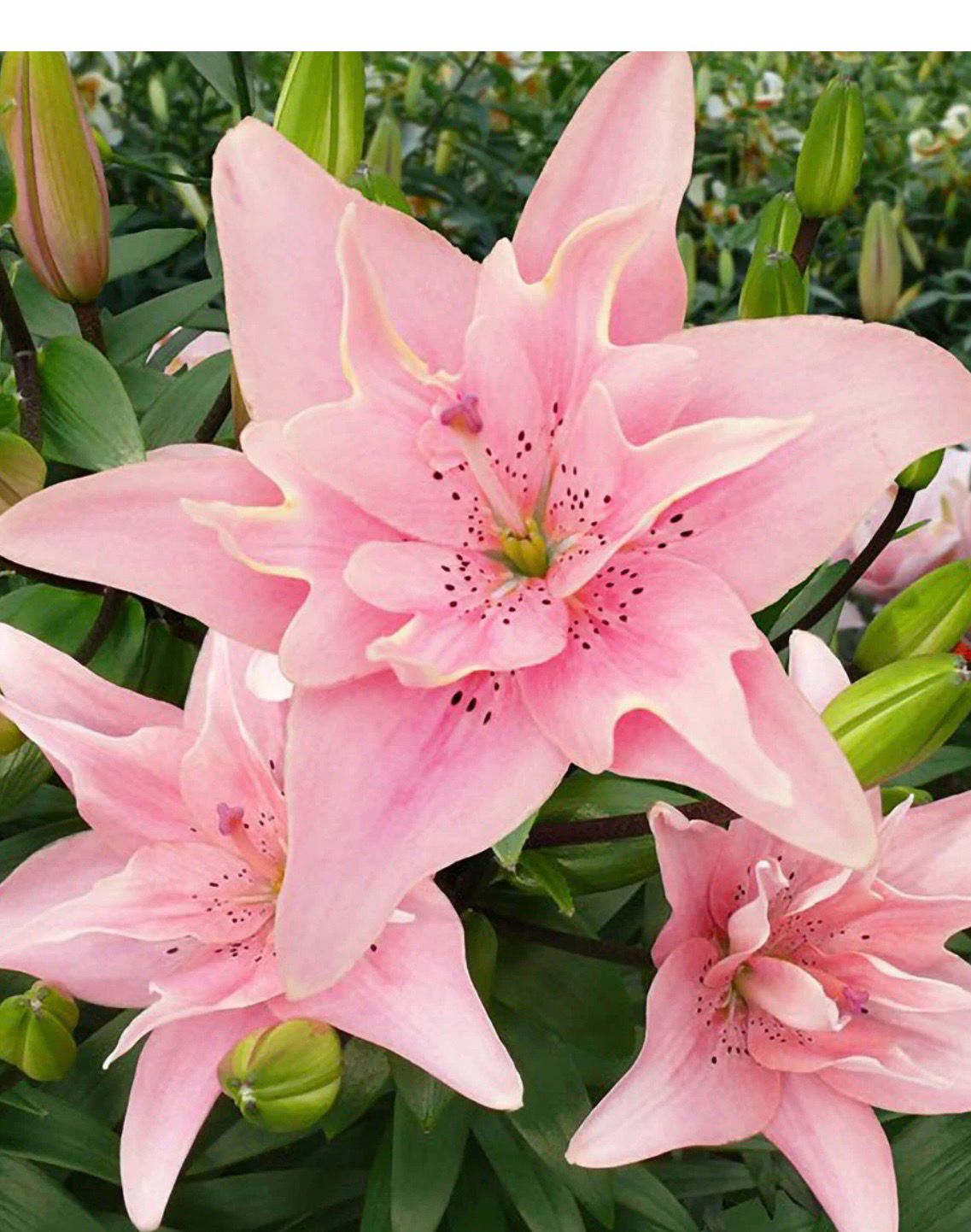 ELODIE Semi Double Lily Bulbs