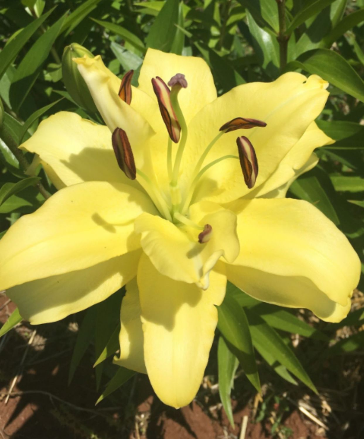 Yellow Double Petal Lily Bulbs