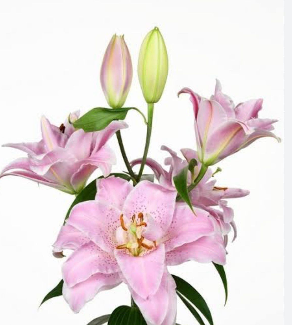 Pink Double Petal Lily Bulbs