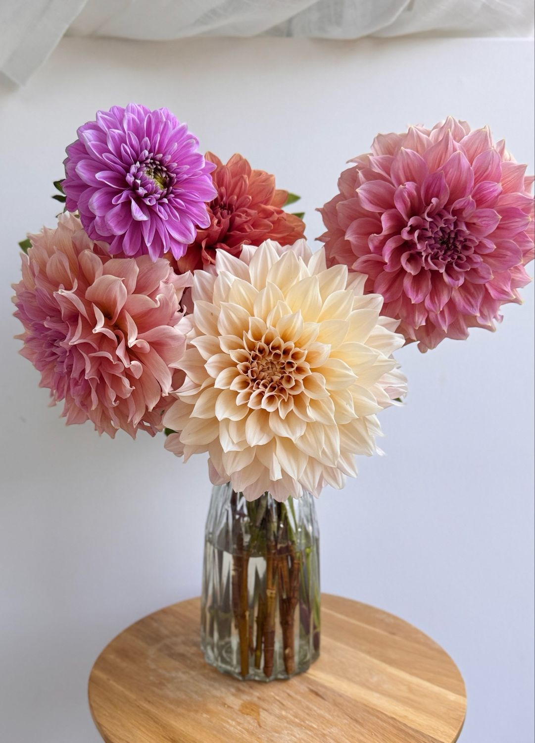 Dahlia Bunch 5 Stems