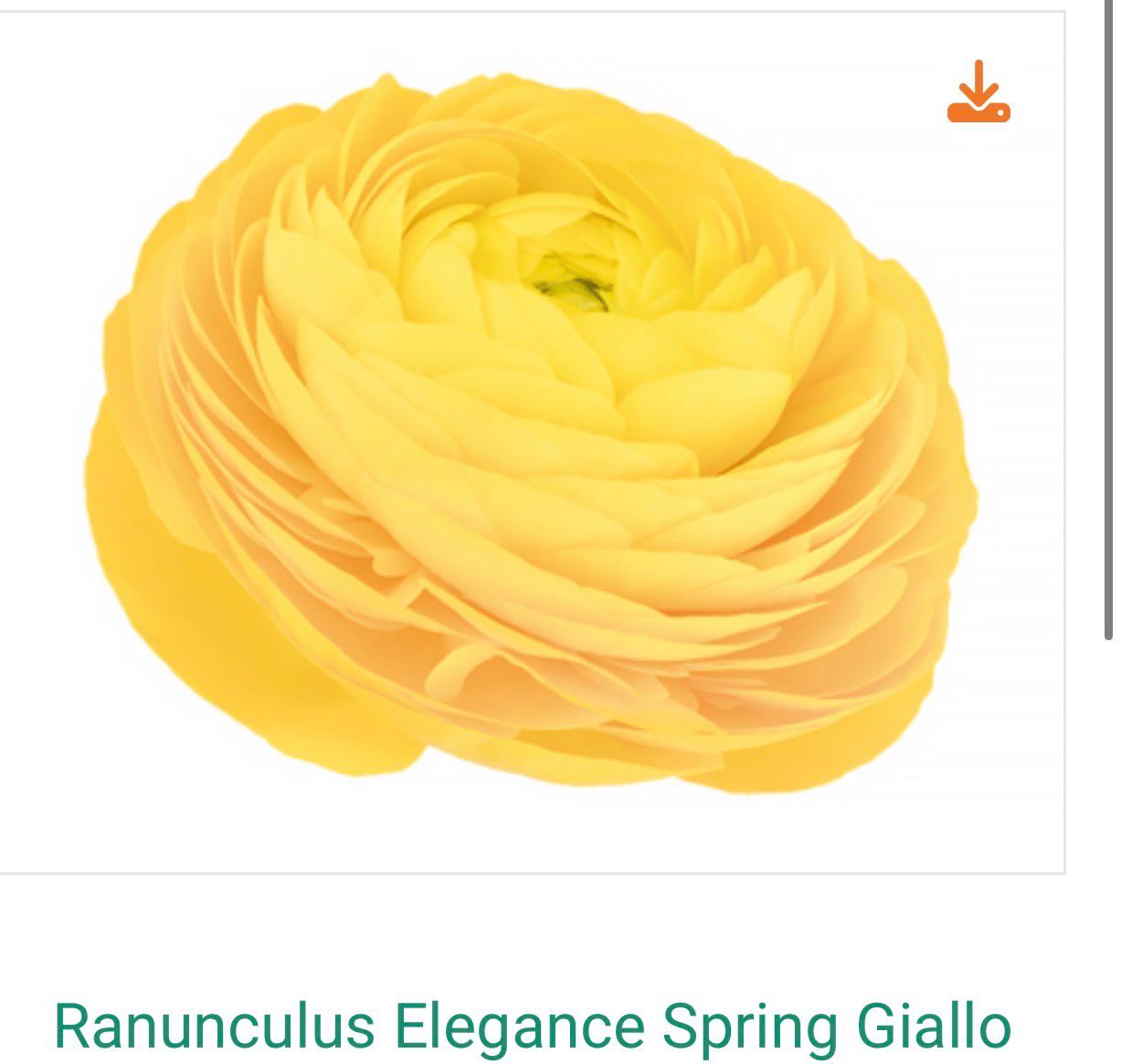 Ranunculus Elegance Giallo Seedling