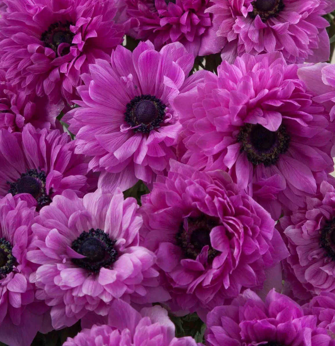 Anemone Levante FUCSIA Seedling