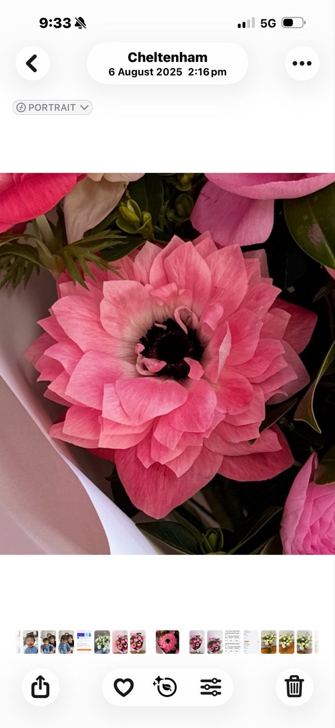 Levante Anemone Rosa Seedling