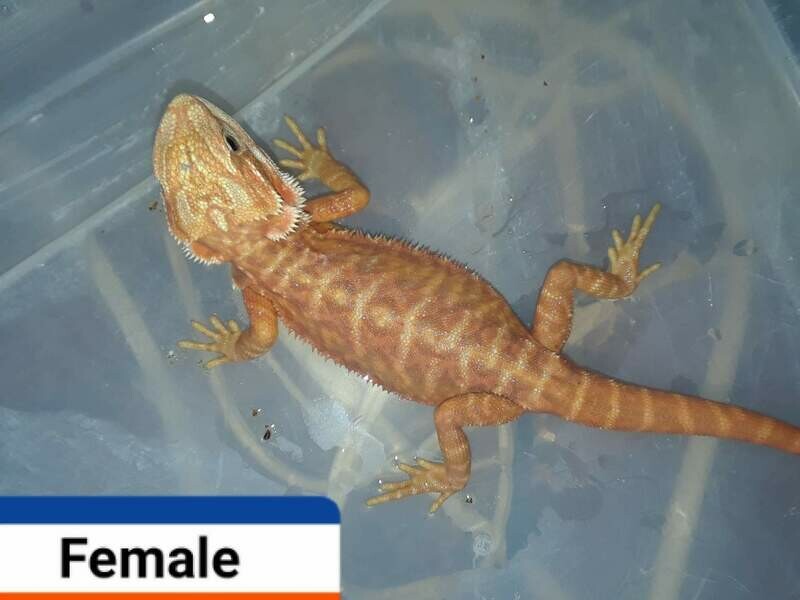 FEMALE  HYPO HET TRANS LEATHERBACK  ~@kbmdragons