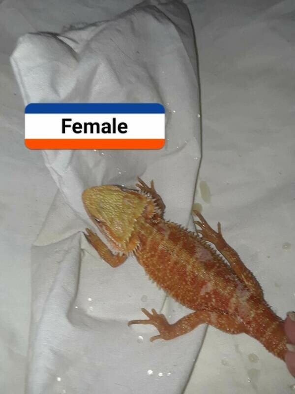Female Red Citrus Hypo Het Trans Bearded Dragon