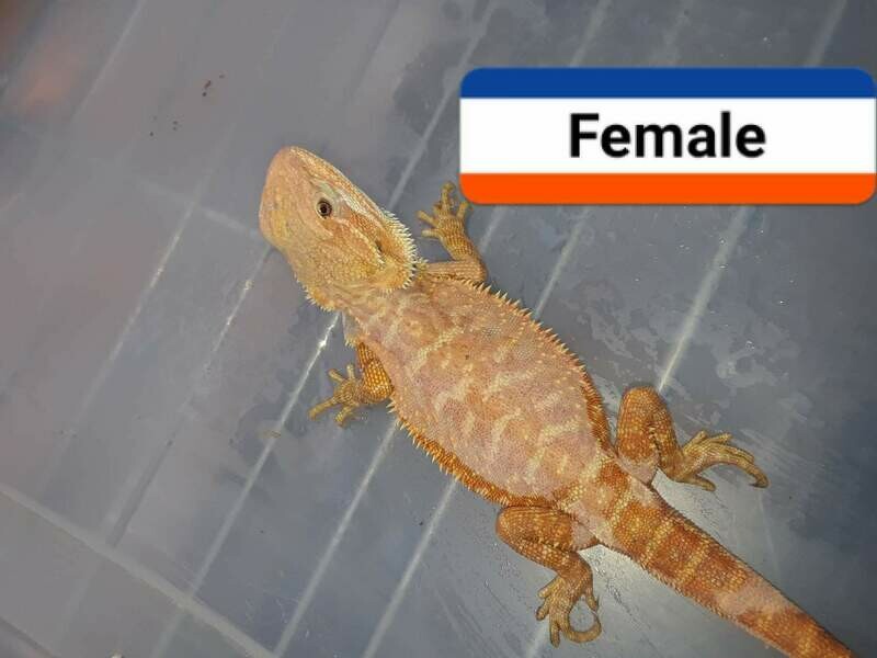 Female Red Citrus Hypo Het Trans Bearded Dragon