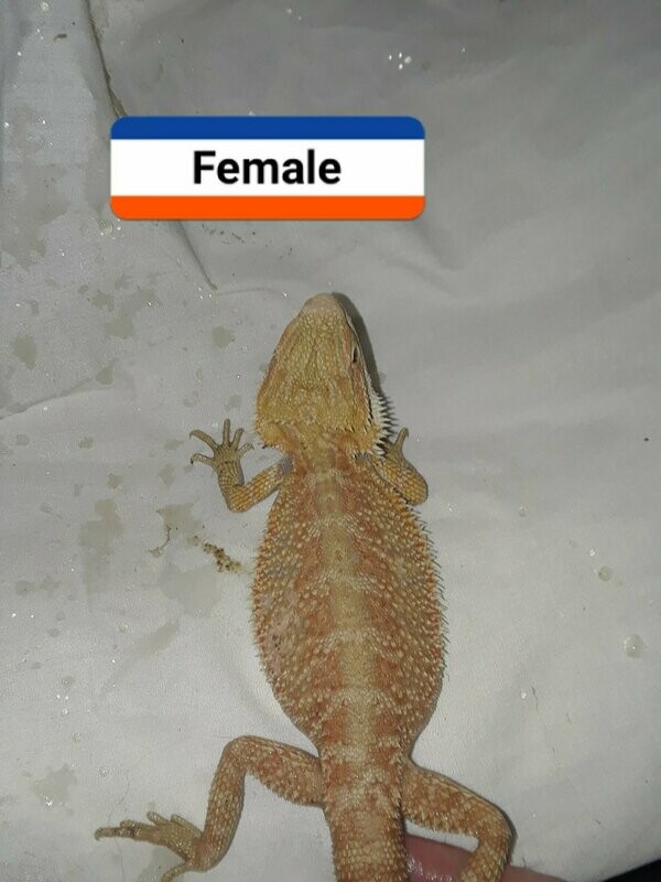 Female Red Citrus Hypo Trans Bearded Dragon
