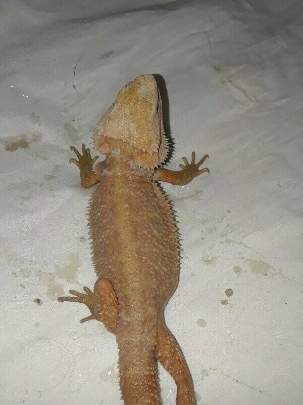 MALE Red Citrus Hypo Het Trans Bearded Dragon