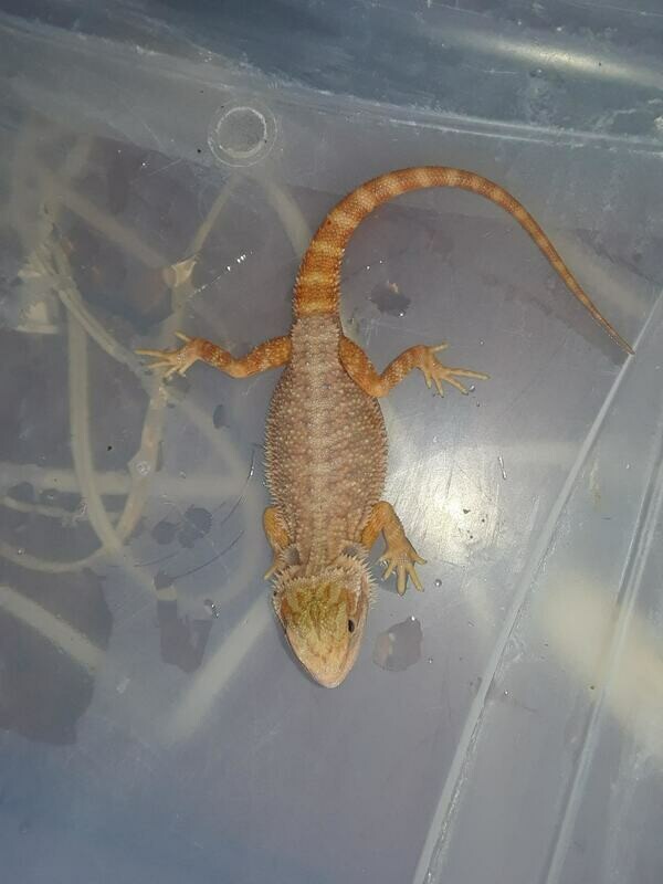 MALE Hypo Red Citrus Het Trans Bearded Dragon